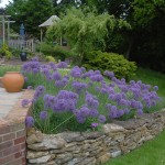Alliums 01