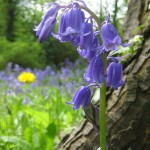 Bluebells 01