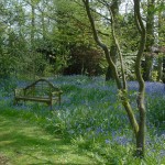 Bluebells 03