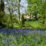 Bluebells 05