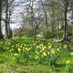 Daffodils 01